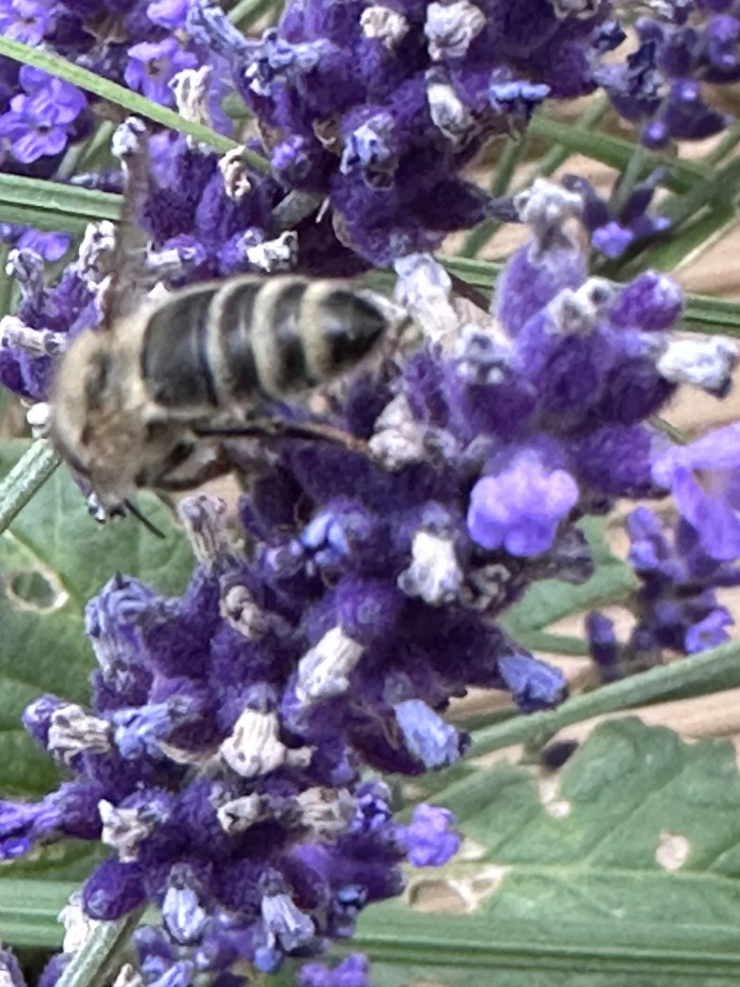 Biene auf violetten Blüten