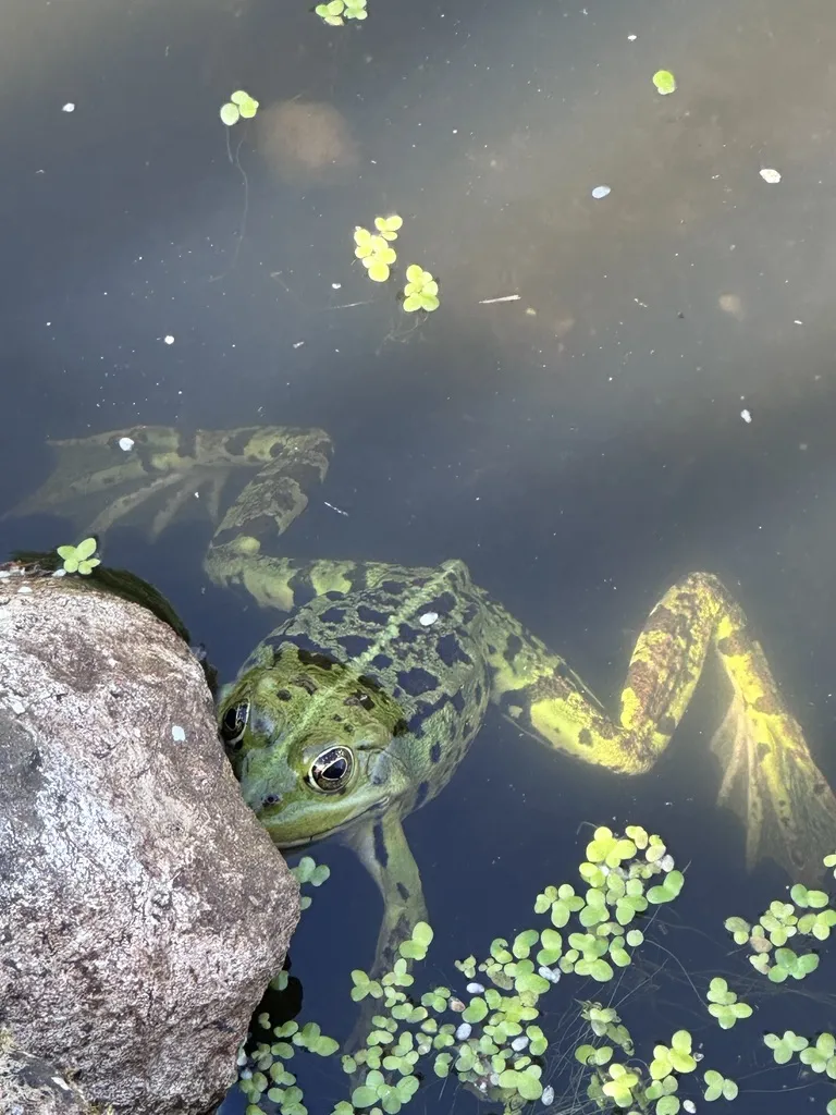 Grüner Frosch im Wasser unseres Gartenteichs