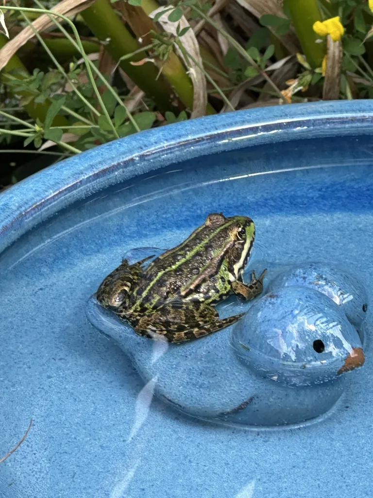 Frosch auf einer blauen Wasserschale
