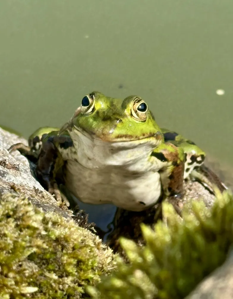 Frosch am Rand des Gartenteichs