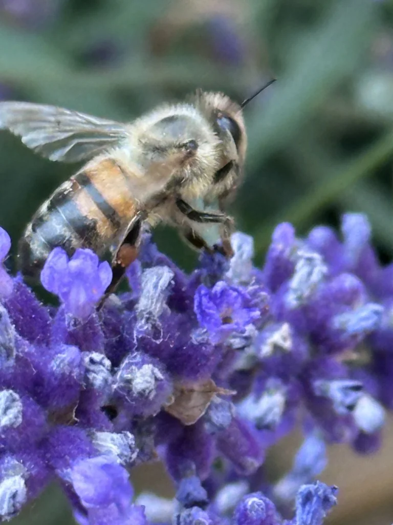 Nahaufnahme einer Honigbiene auf Lavendelblüten