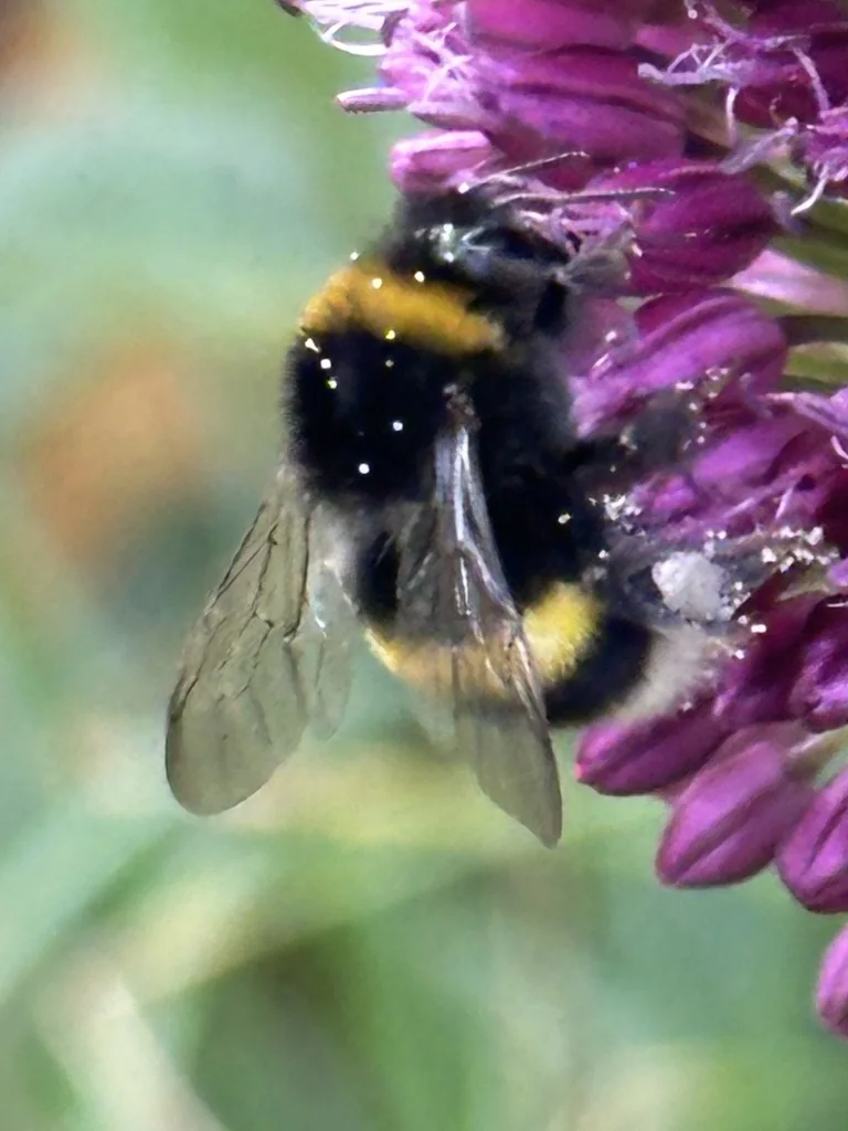 Hummel an einer violetten Blüte