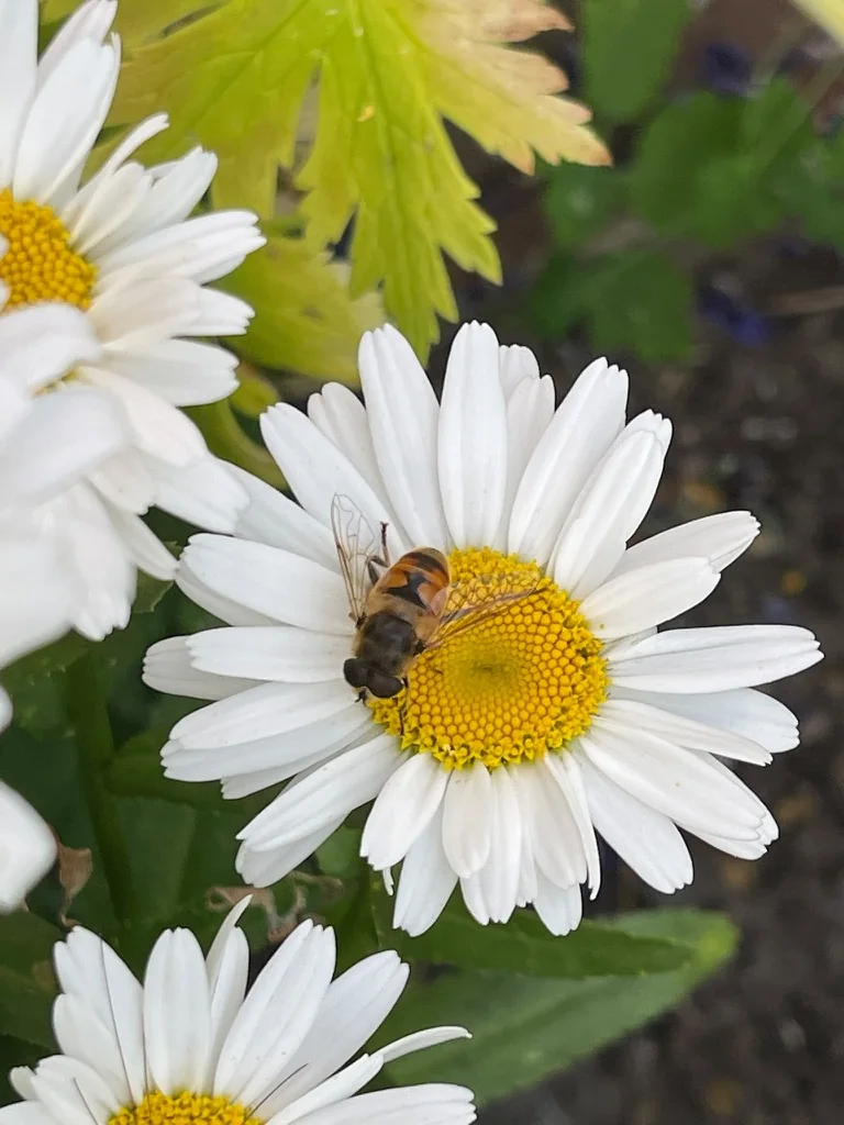Schwebfliege auf einer weißen Margerite