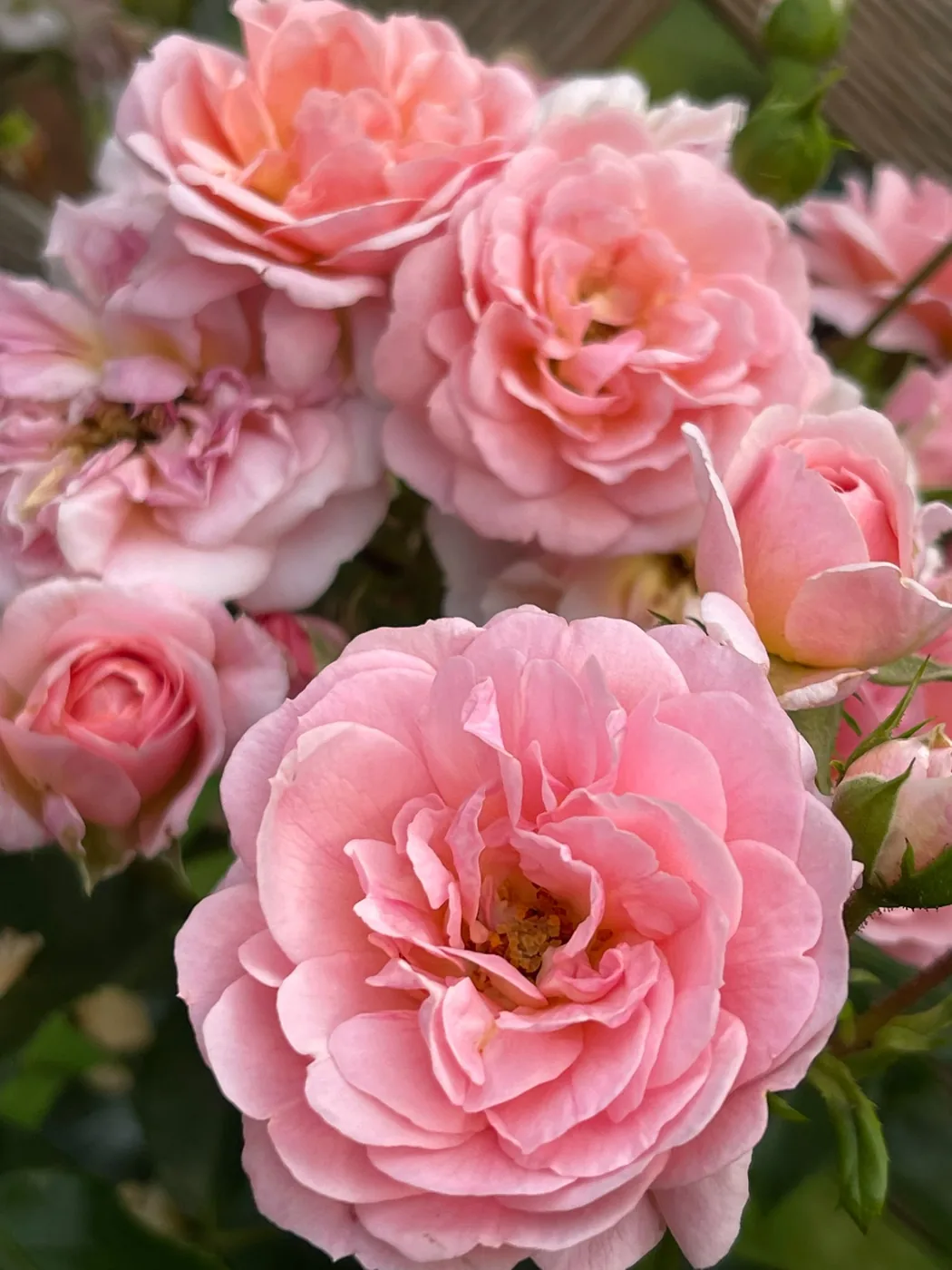Rosafarbene Rosenblüten